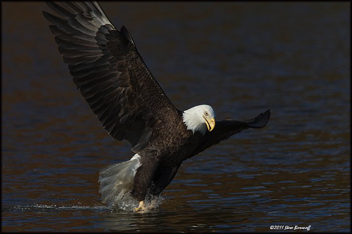 _1SB8703 bald eagle catching fish.jpg